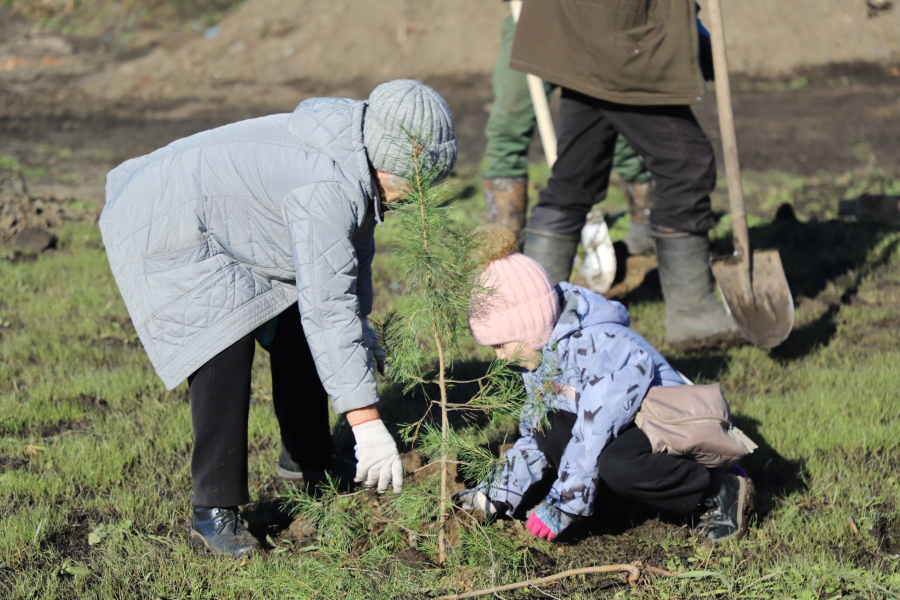 Озеленение территории у скейт-парка.