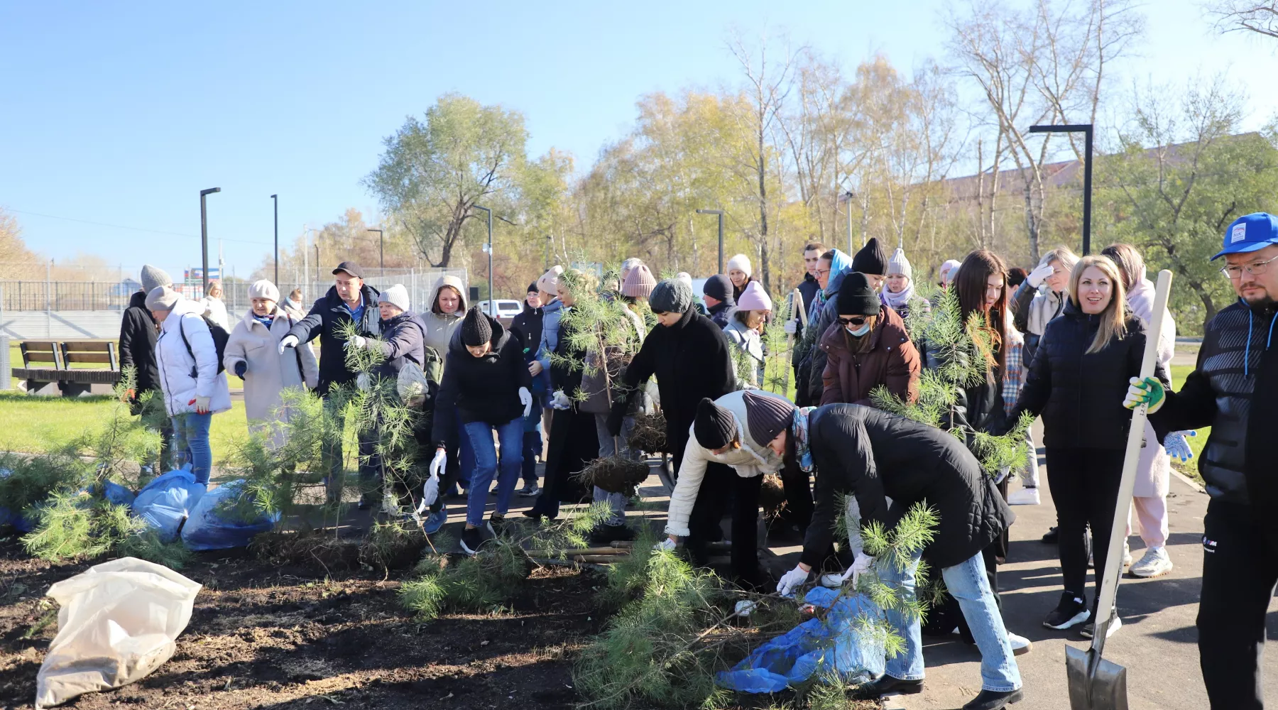 Озеленение территории у скейт-парка.
