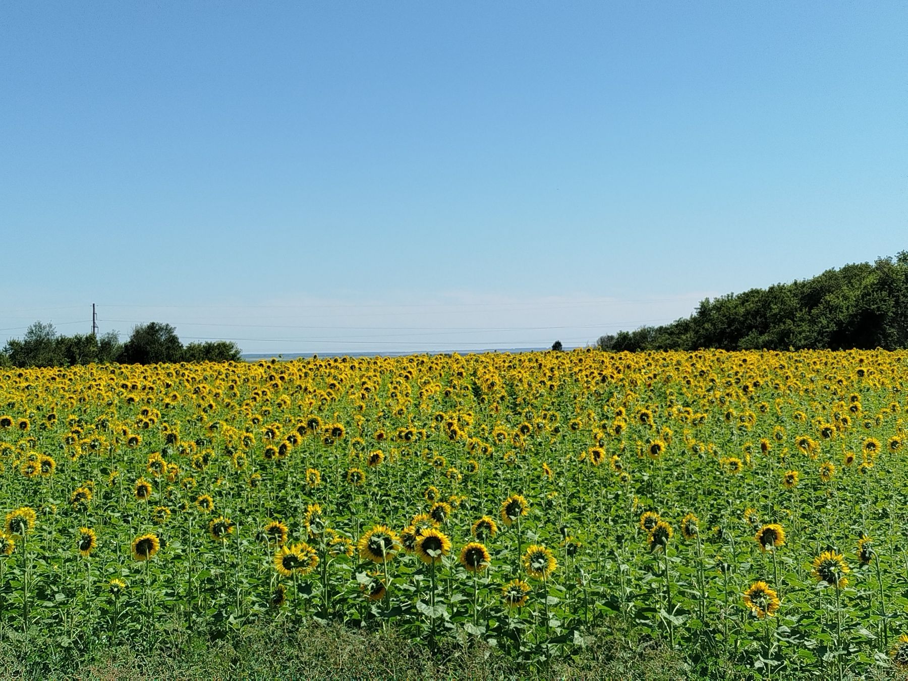 РСХБ выделил более 20 млрд рублей для аграриев Алтая