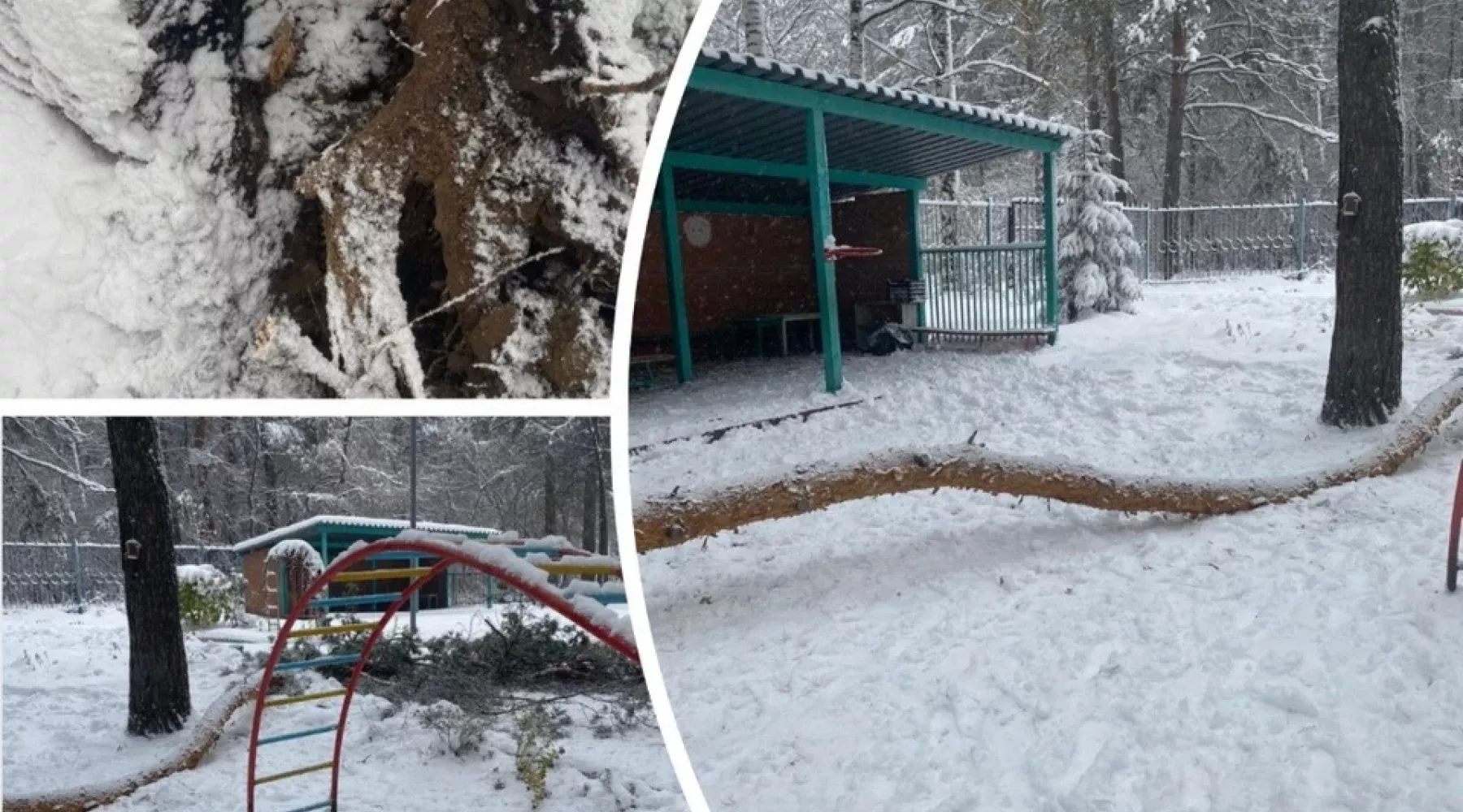 Сосна упала на шестилетнего мальчика в детском саду Новосибирска