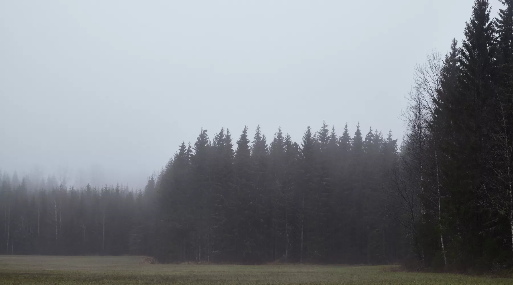Туман. Лес.  Погода