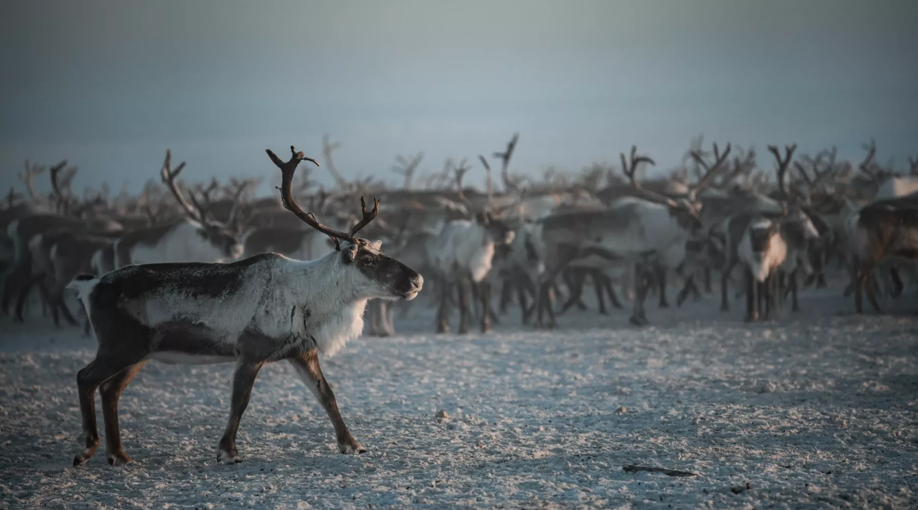 Главным призом конкурса «Ростелекома» для журналистов станет поездка в Арктику