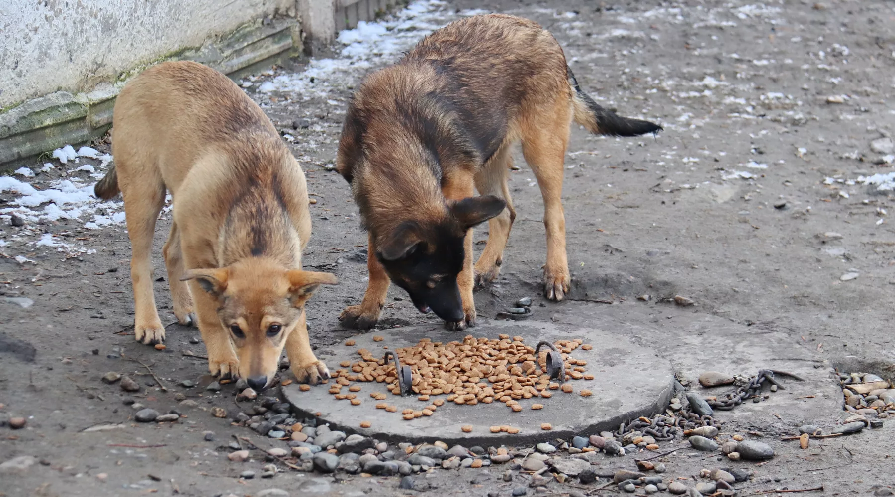 Собаки в районе Зеленого клина держат в страхе жителей