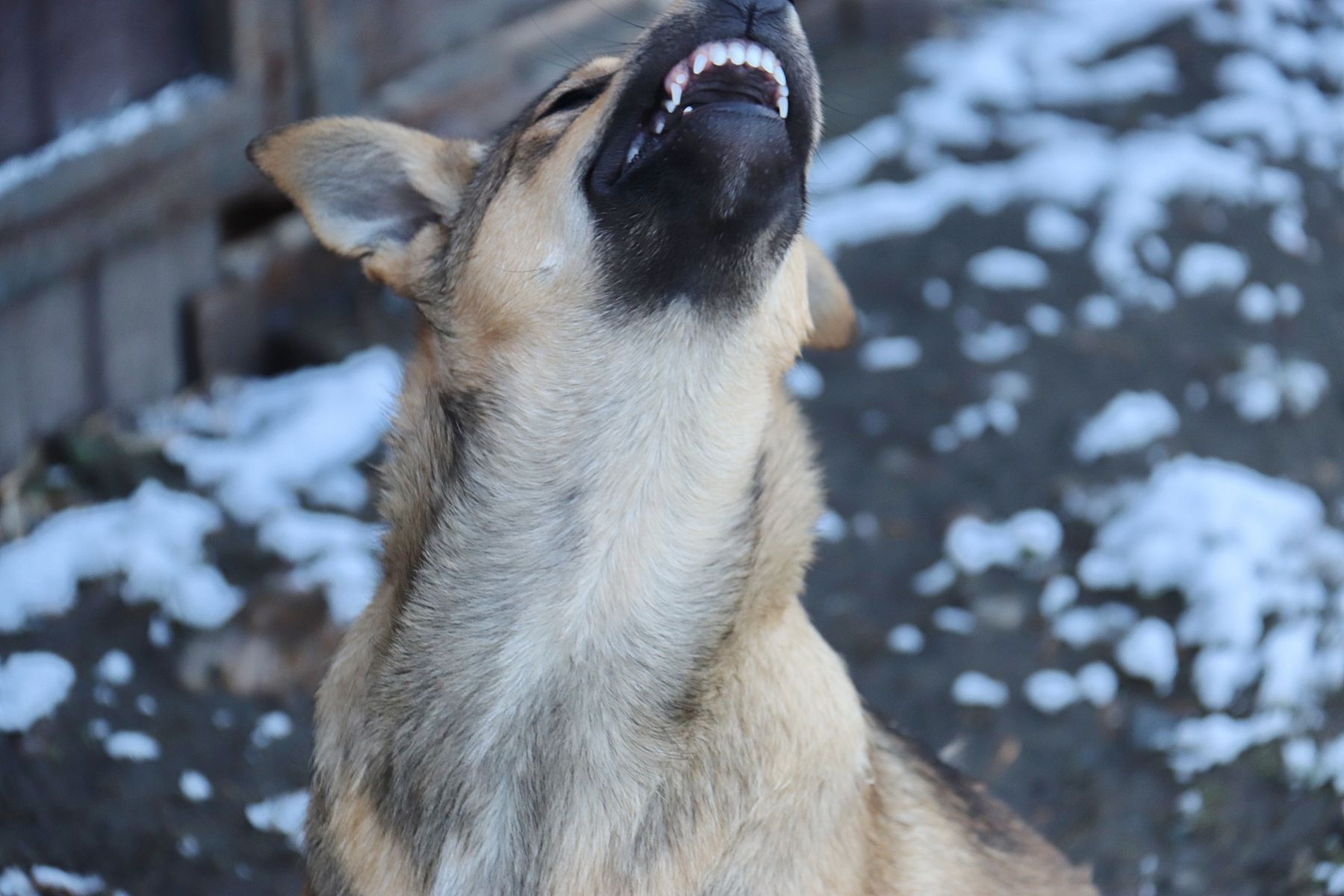 Собаки в районе Зеленого клина держат в страхе жителей