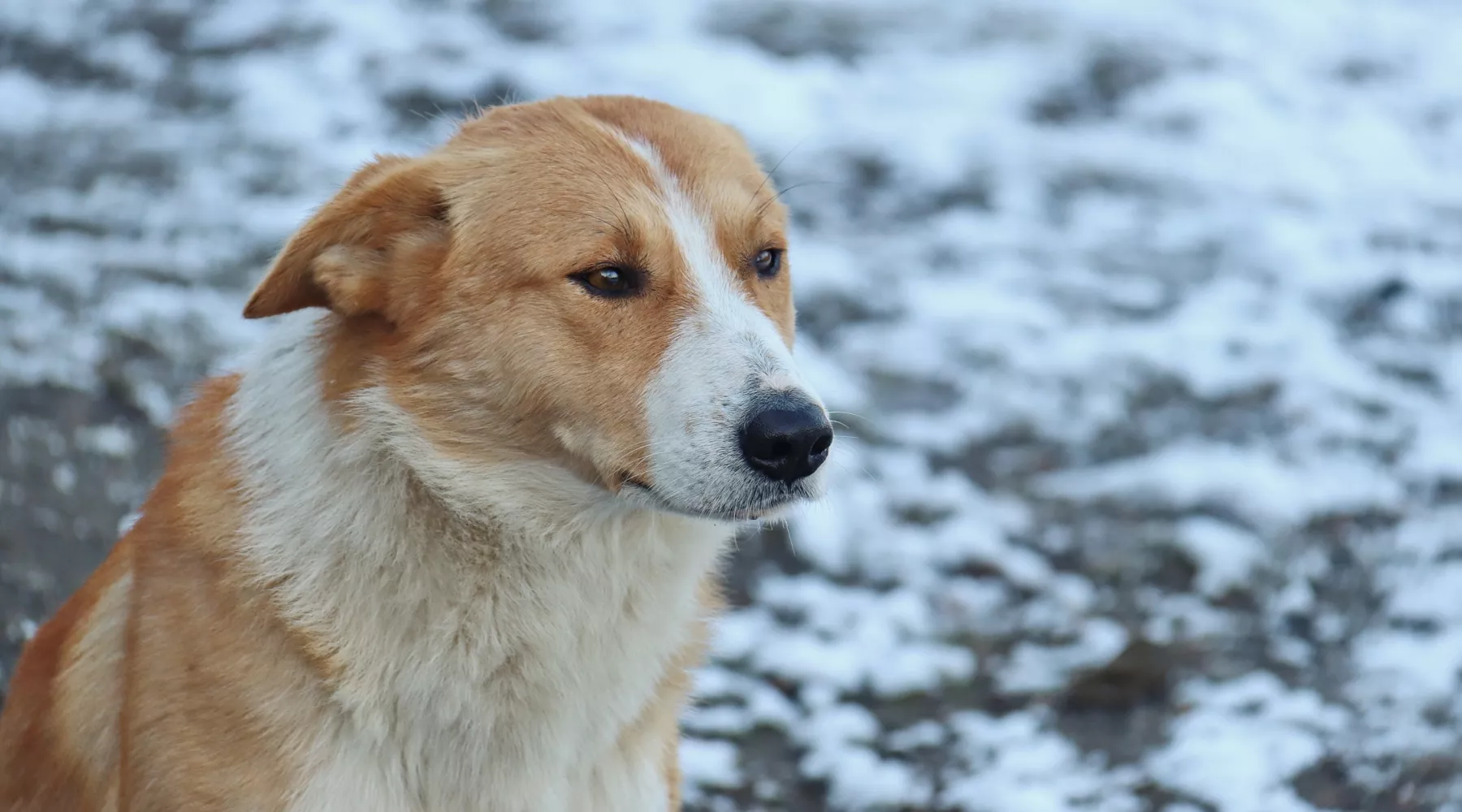 Собаки в районе Зеленого клина держат в страхе жителей