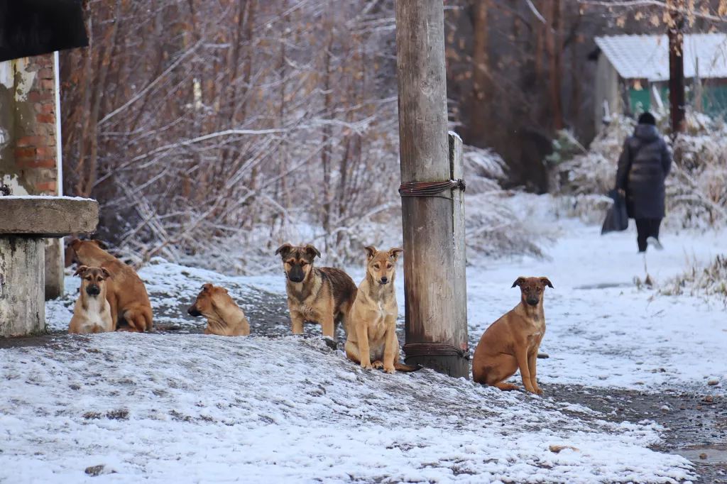 Защититься от зоозащитников: в Бийске развернулась полемика, что делать с собаками - Информационный портал "Бийский рабочий", 11.03.2026