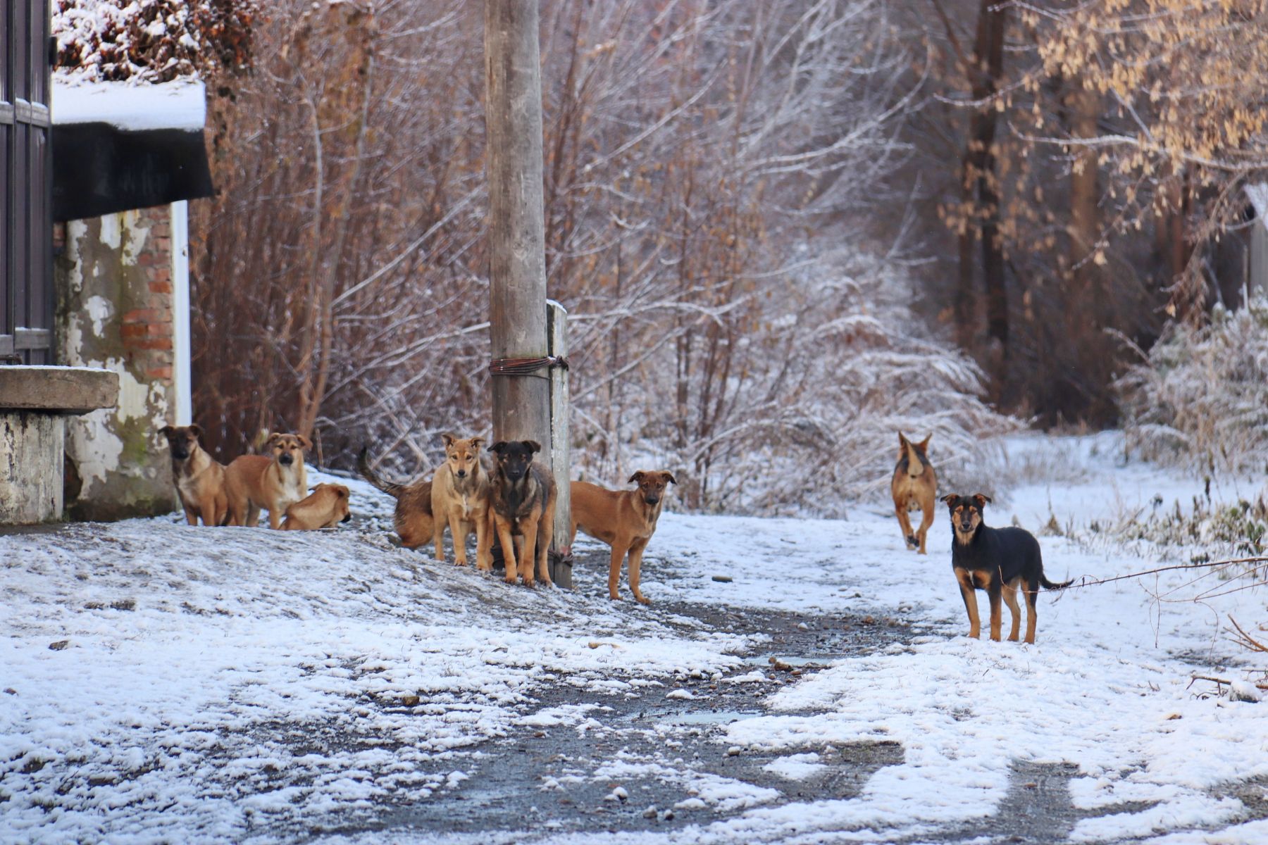 Собаки в районе Зеленого клина держат в страхе жителей