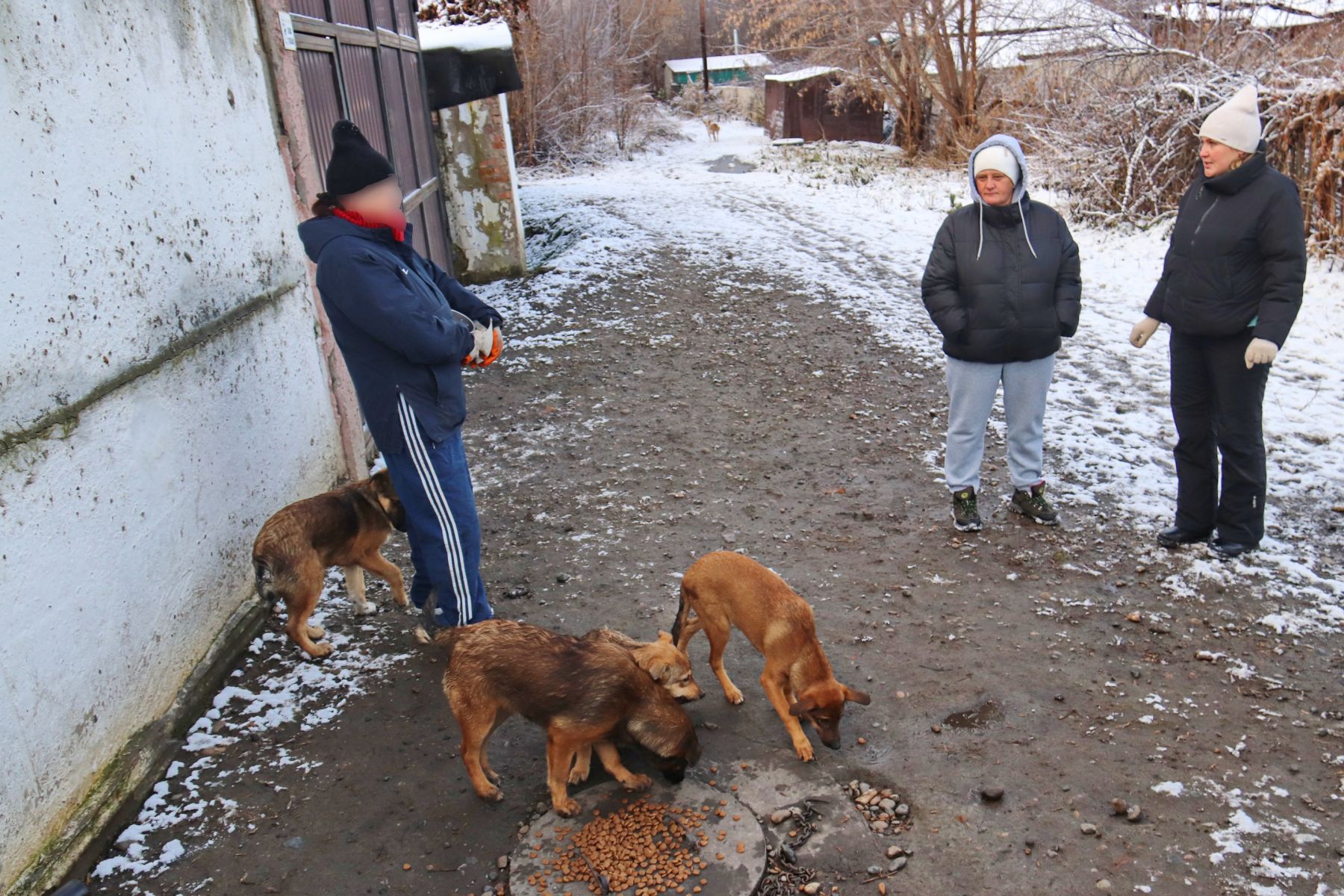 Собаки в районе Зеленого клина держат в страхе жителей