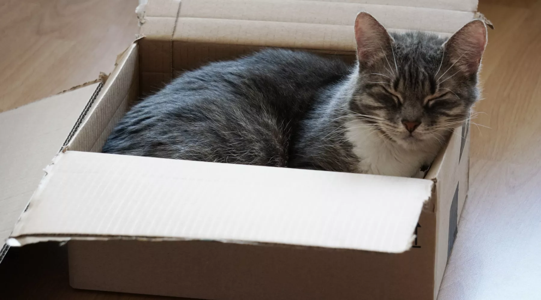 Кошка. Кот. Коробка. Кот в коробке. Кошка в коробке