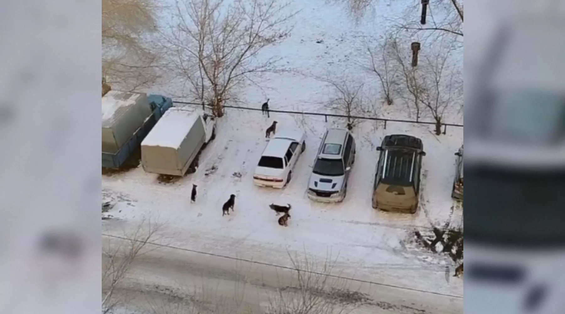 Бийчане боятся крупной стаи собак в дворе по ул. Мартьянова