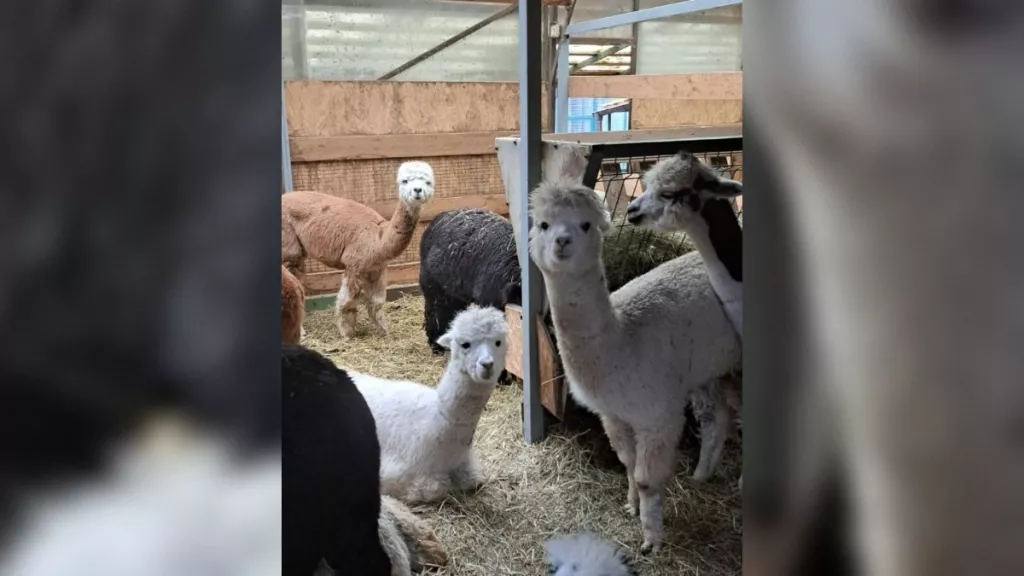 В зоопарке Барнаула появятся чилийские альпаки - Информационный портал "Бийский рабочий", 16.11.2025