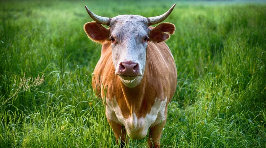 Это не наша корова: бийское предприятие использовало чужой товарный знак