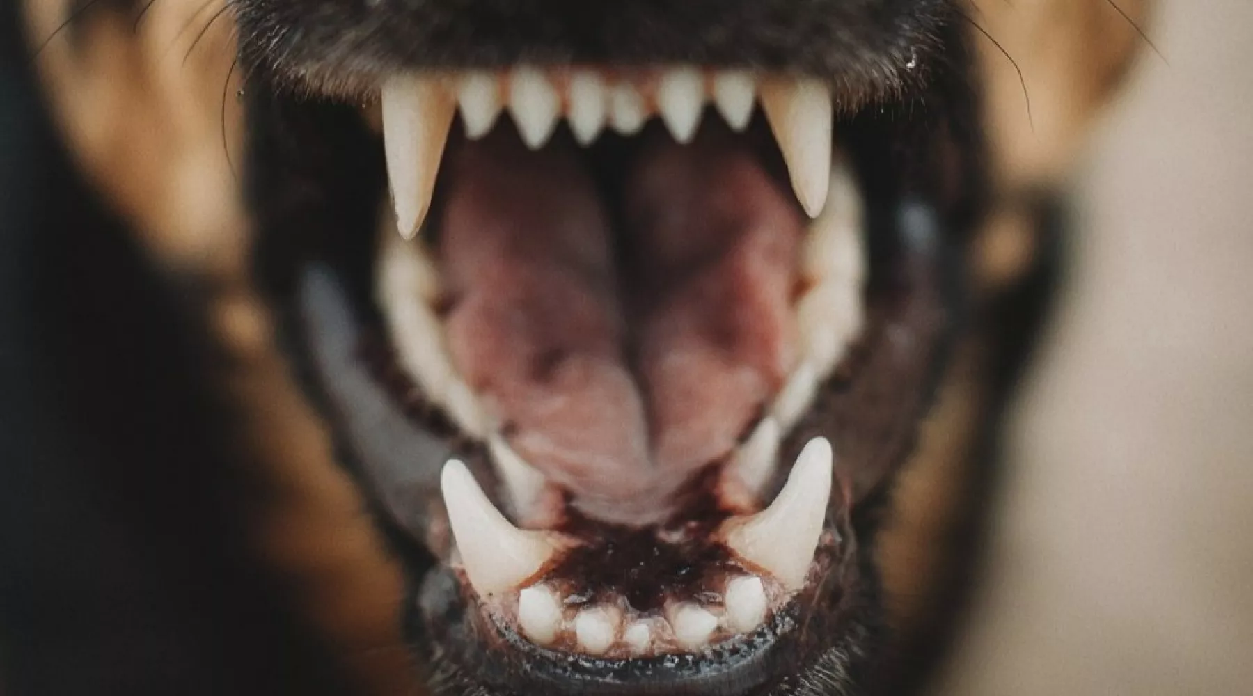 Клыки. Собаки.