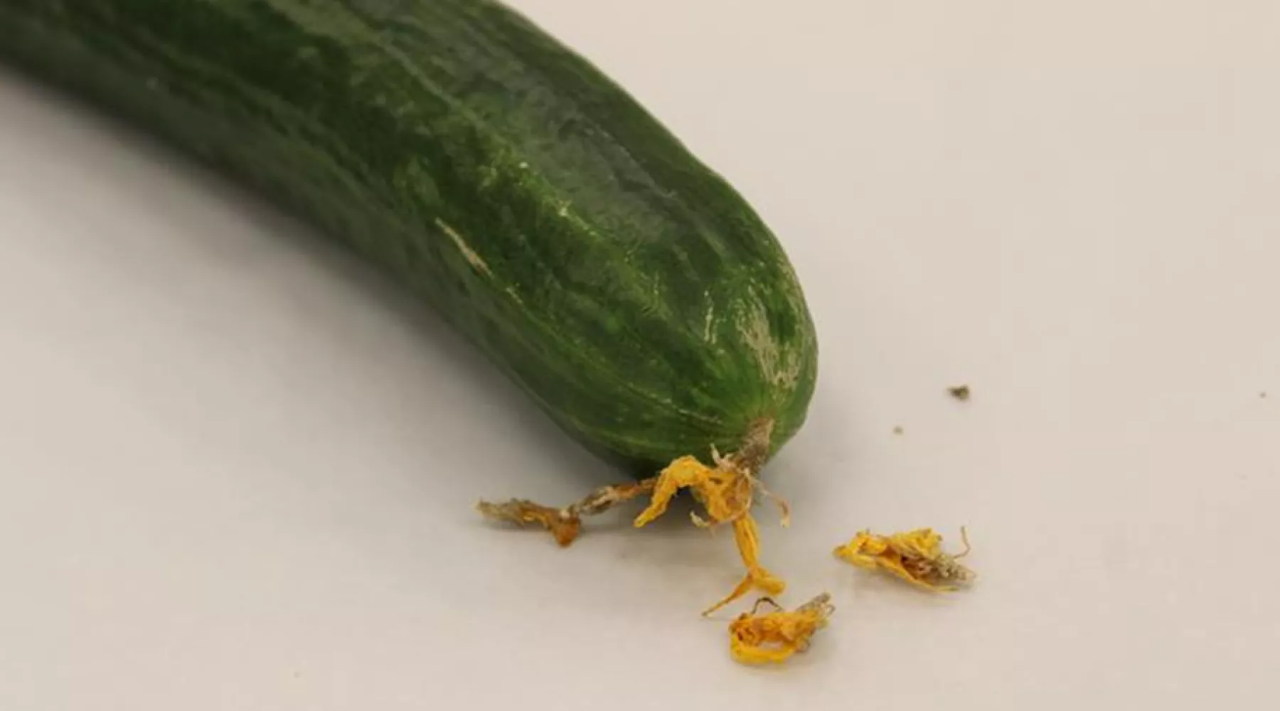 Алтайские специалисты выявили 17 тонн зараженных огурцов
