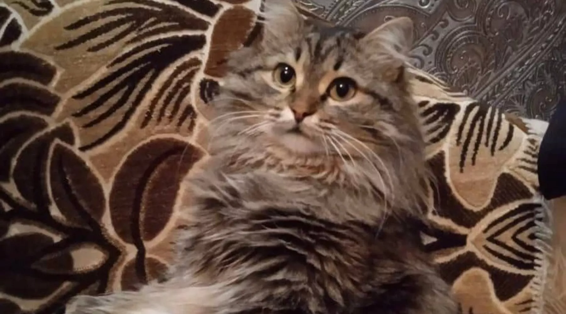 Сибирячка нашла потерянного кота спустя два месяца