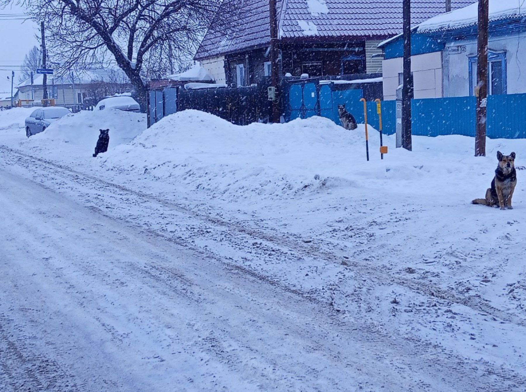 Бездомные животные. Бродячие собаки