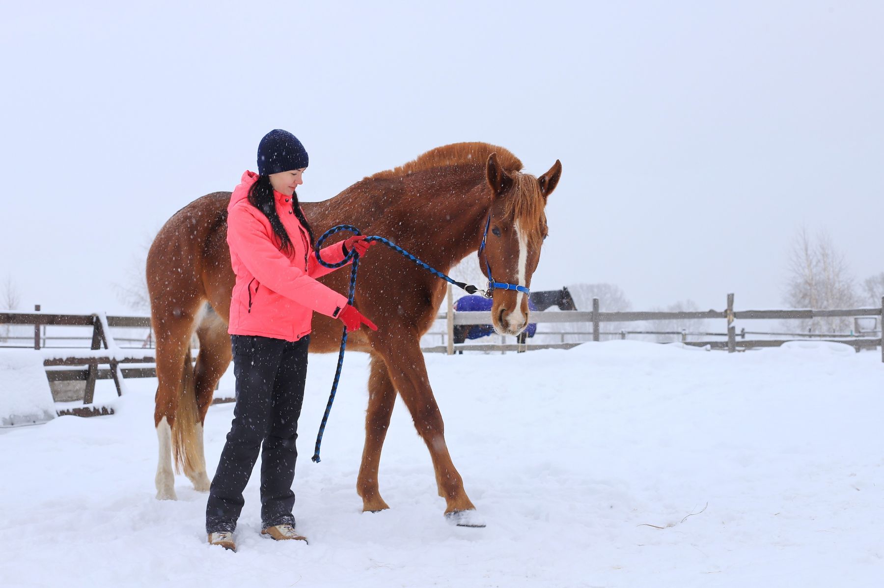 Девушка и лошадь.