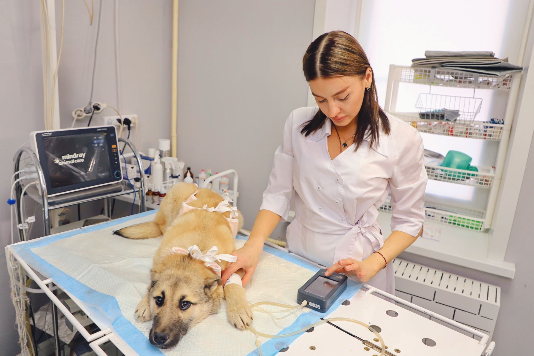 Ветеринарный кабинет.