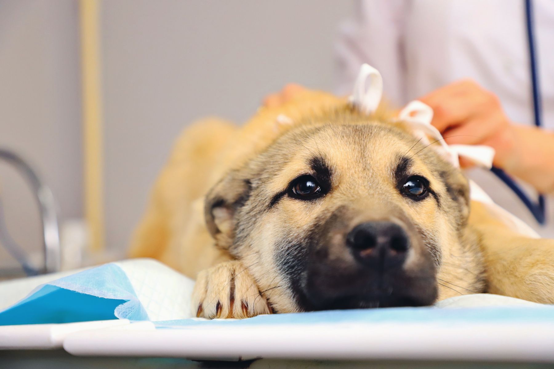 Ветеринарный кабинет.