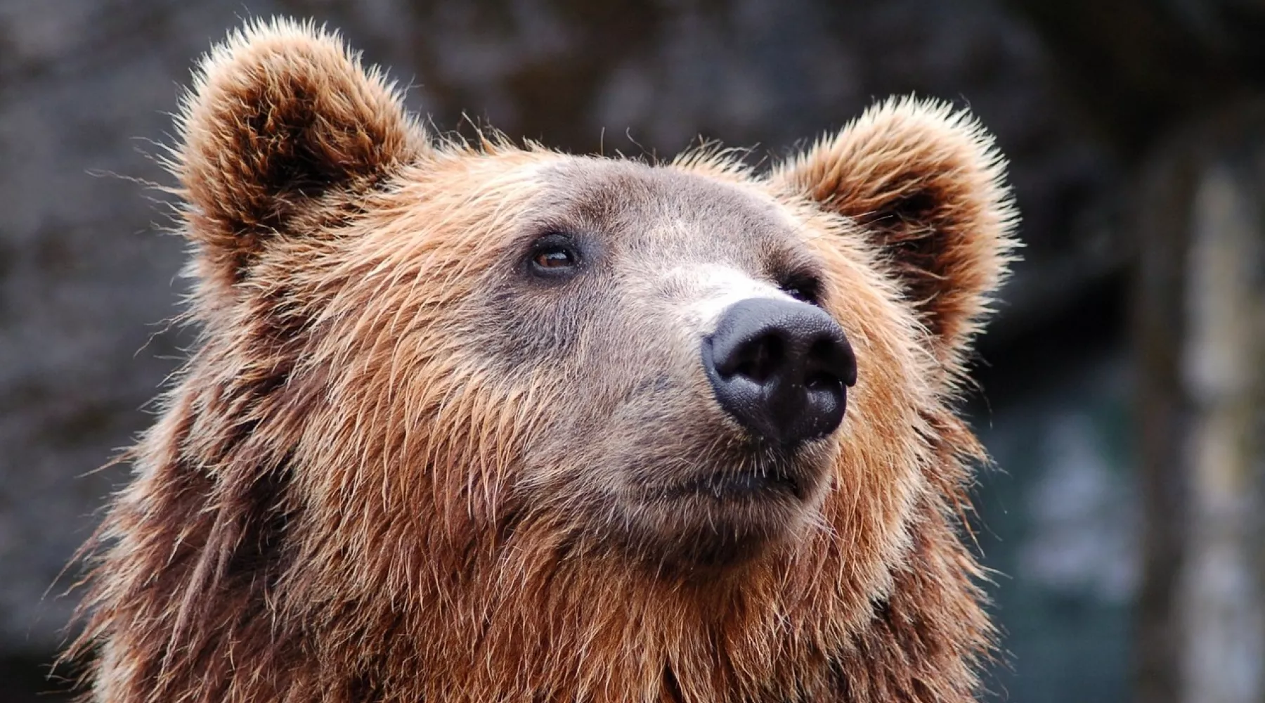 Медведь напал на женщину в Горном Алтае