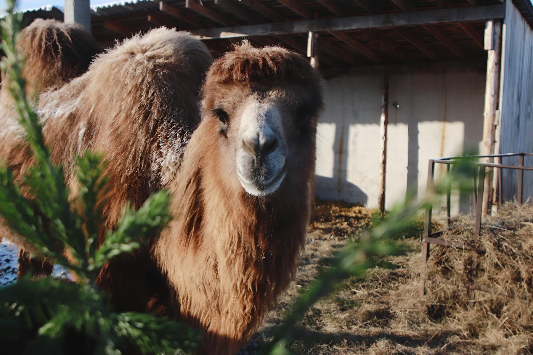 Акция "Елочный круговорот".
