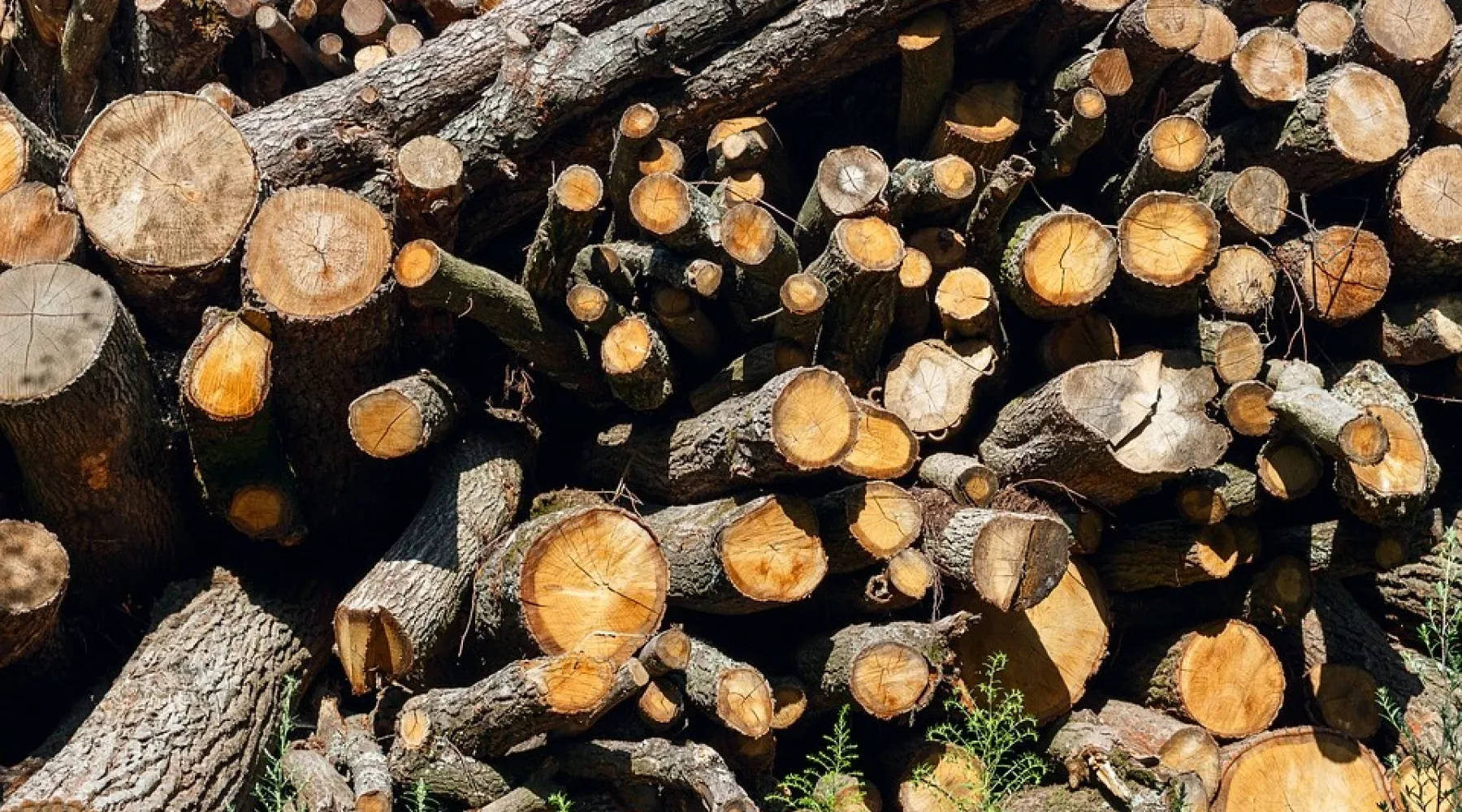 Экспорт древесины в Китай из России могут временно ограничить 