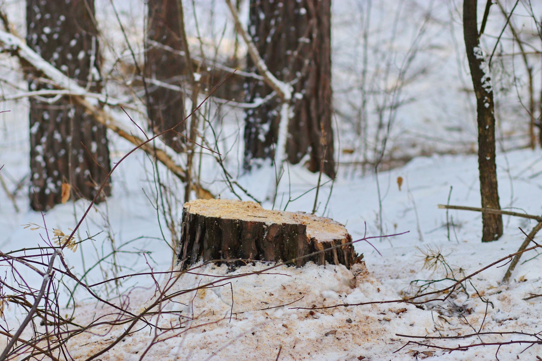 Даже здоровое дерево может мешать развитию и росту леса в будущем