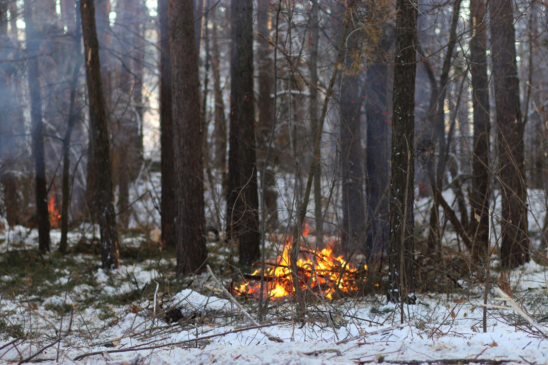 На местах рубки сразу сжигают ветки