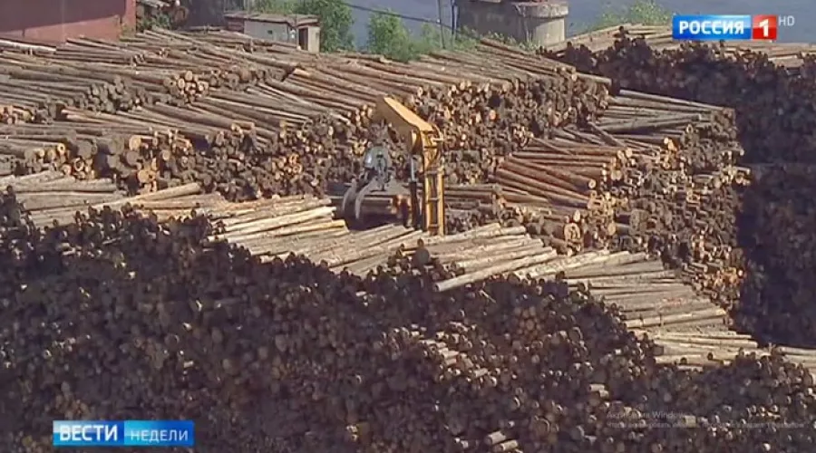 Разгромный фильм про алтайскую «лесную мафию» показали по каналу «Россия 24»