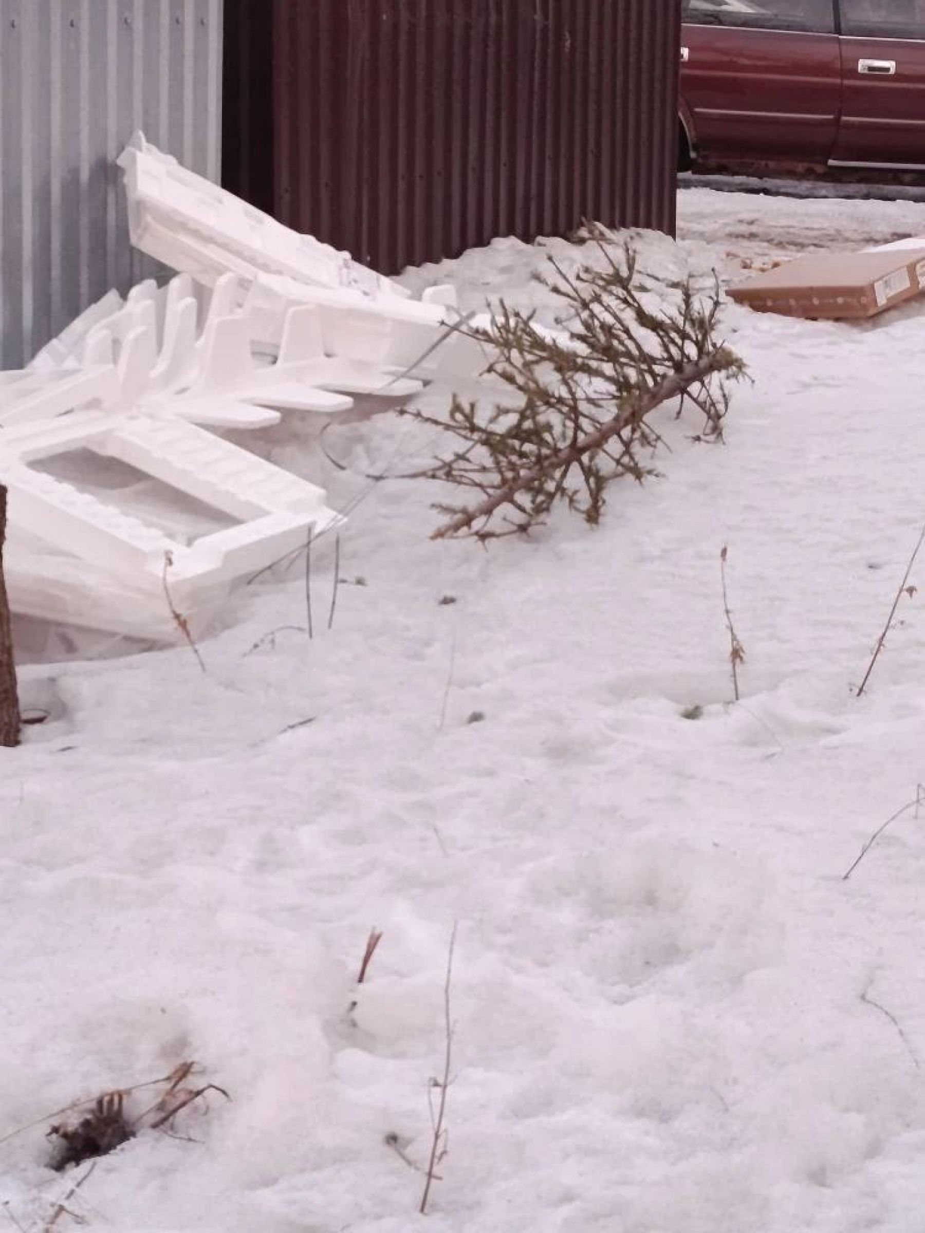 В Бийске отметили тенденцию к уменьшению количества живых новогодних елок