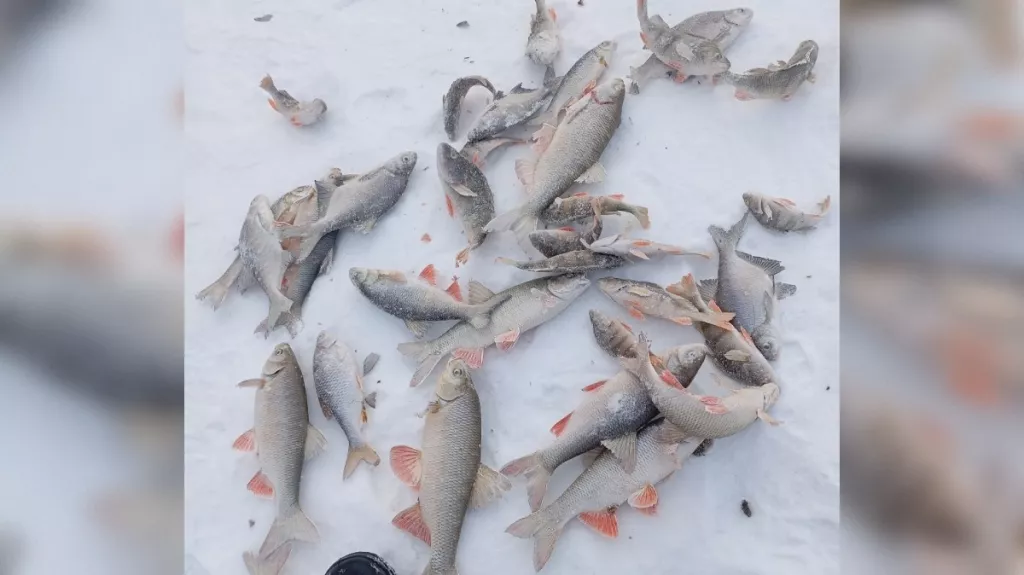 Алтайские рыболовы показали свои февральские уловы Алтайские рыболовы показали свои февральские уловы - Информационный портал "Бийский рабочий", 23.02.2026