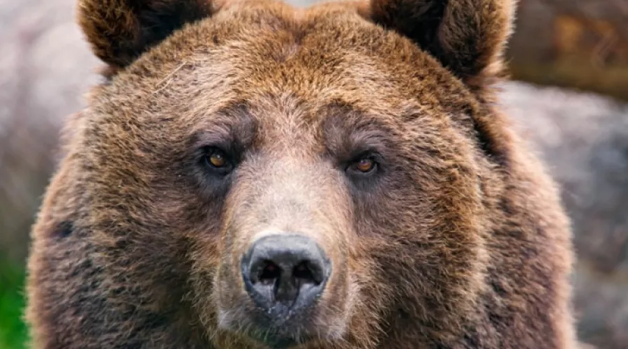 Вышли к людям: в алтайских селах заметили медведей и лис
