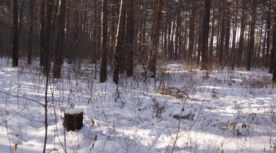 Российские леса поставят на кадастровый учет
