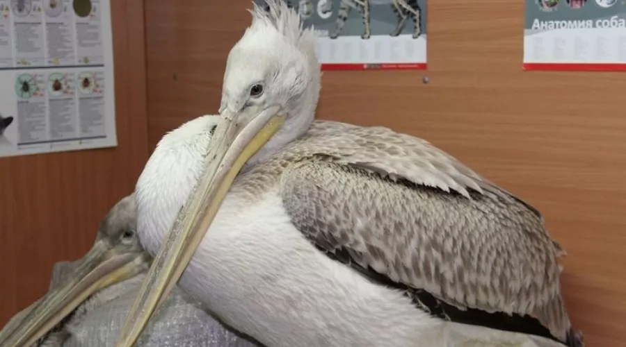 Трех краснокнижных пеликанов спасли на Алтае