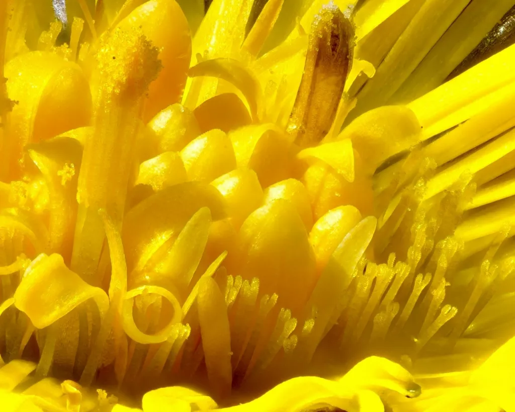 "Встречаются там, где хорошо прогрета земля": на Алтае зацвели первые цветы - Информационный портал "Бийский рабочий", 23.03.2026