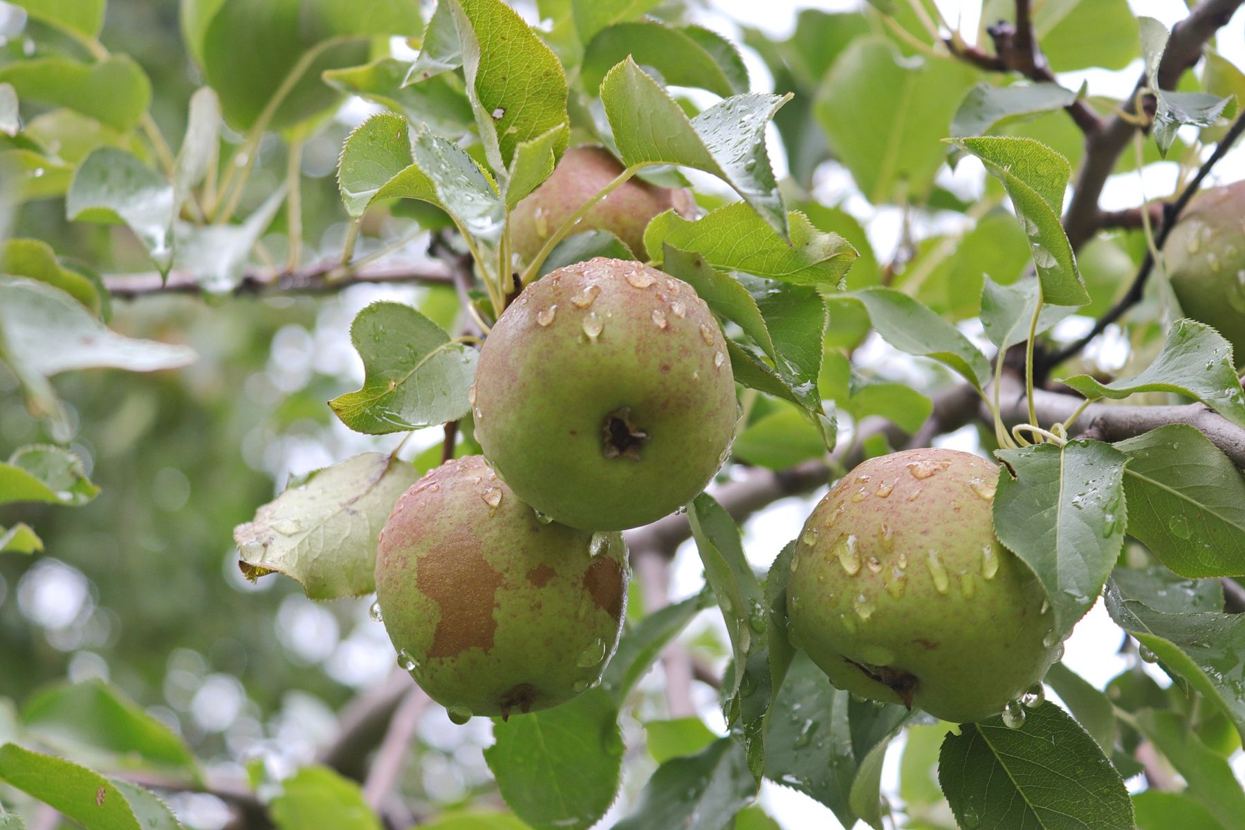 Деревья. Сад. Огород. 