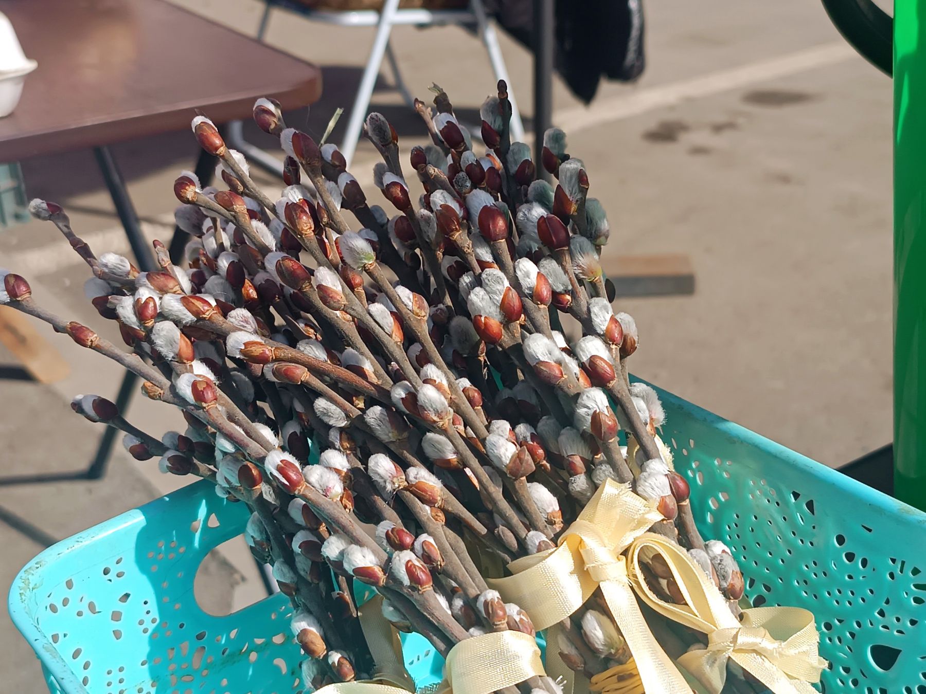 Вербы. Вербное воскресенье