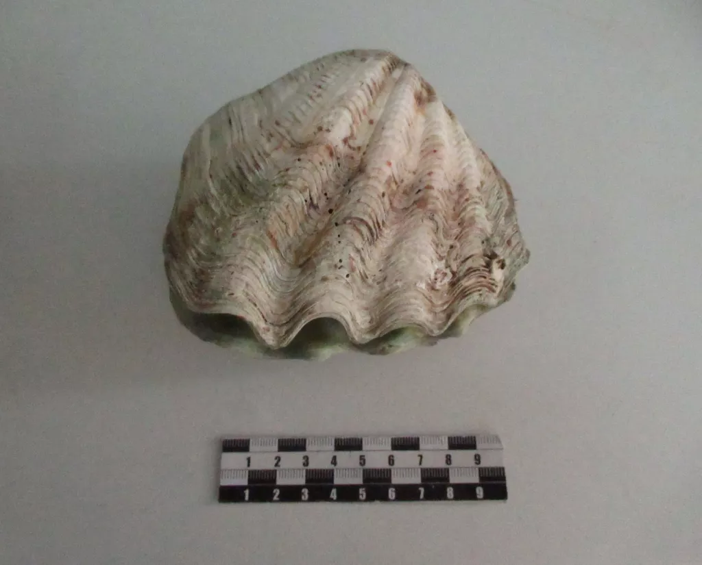 Алтайские таможенники обнаружили редкую Тридакну у туриста из Таиланда - Информационный портал "Бийский рабочий", 14.04.2026