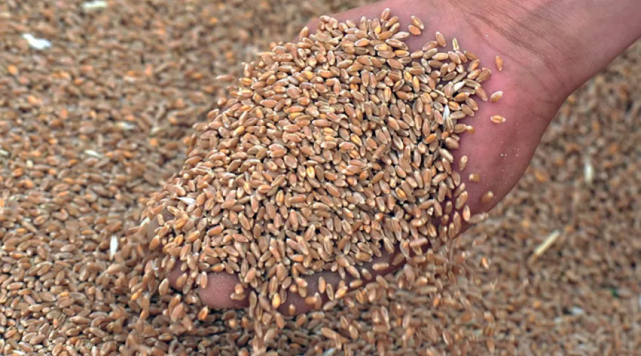Алтайский край увеличил экспорт зерновых и масличных культур