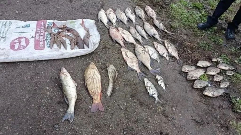 В Бийском районе задержан водитель с редкими видами рыбы в багажнике авто - Информационный портал "Бийский рабочий", 29.04.2026