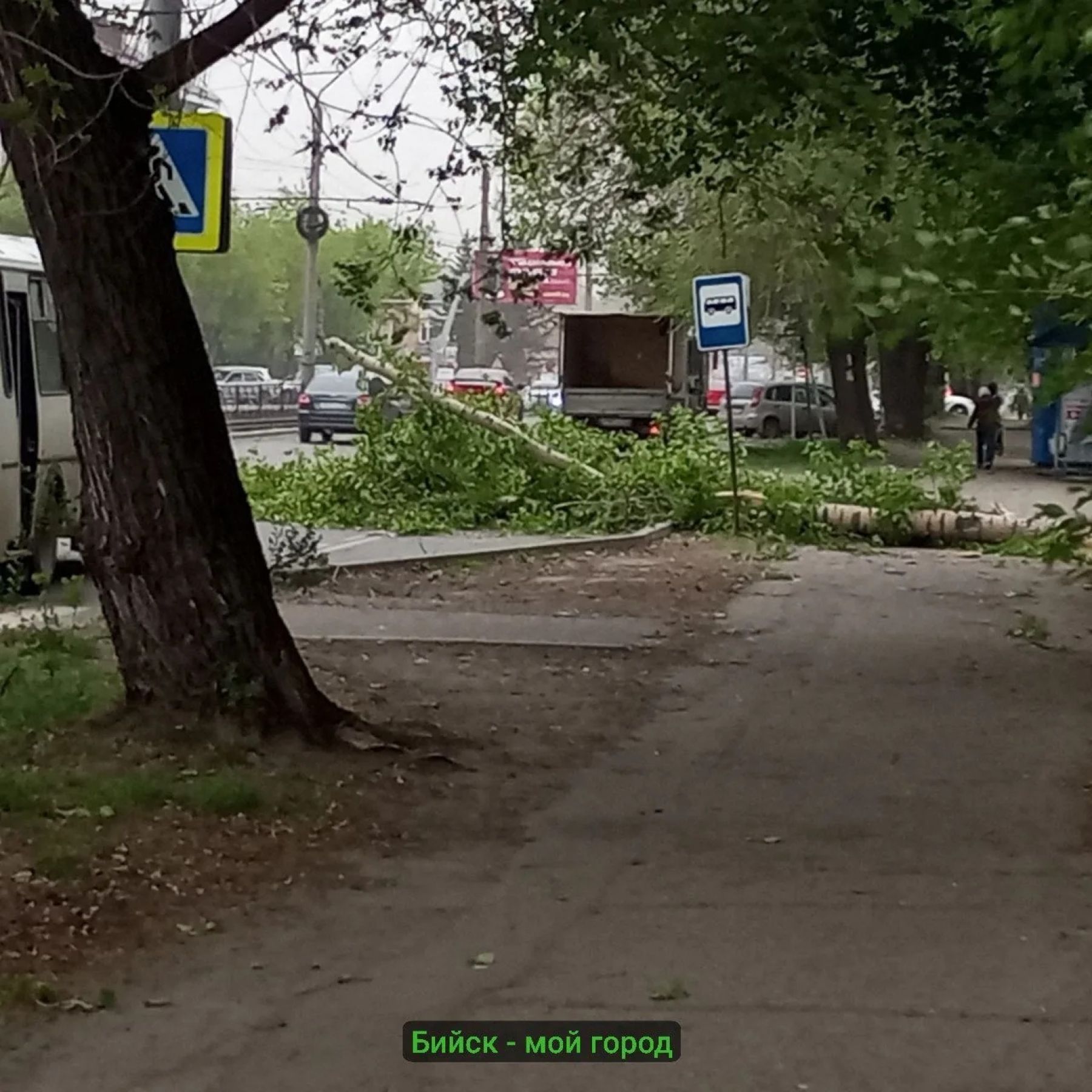 В Бийске сильный ветер ломает деревья