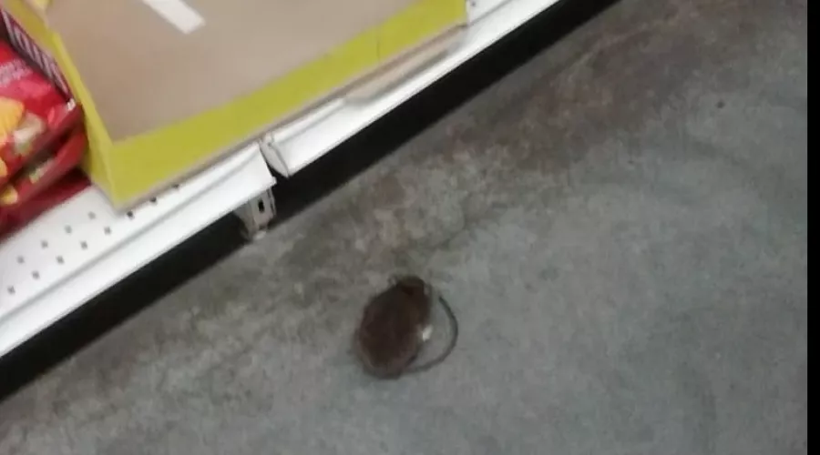 Бийчане обнаружили мышь в продуктовом магазине