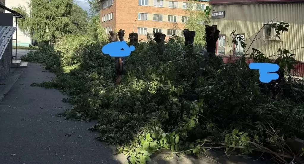 В Бийске жители снова спорят из-за спила деревьев во дворах - Информационный портал "Бийский рабочий", 25.07.2026