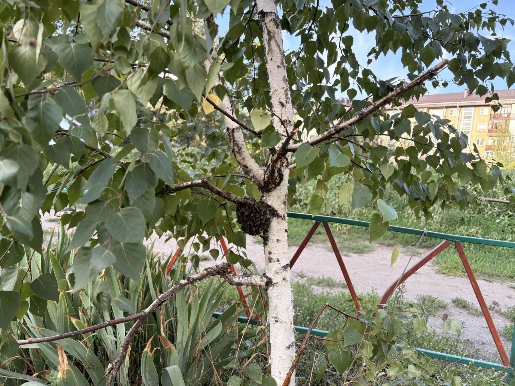 Пчелы. Рой