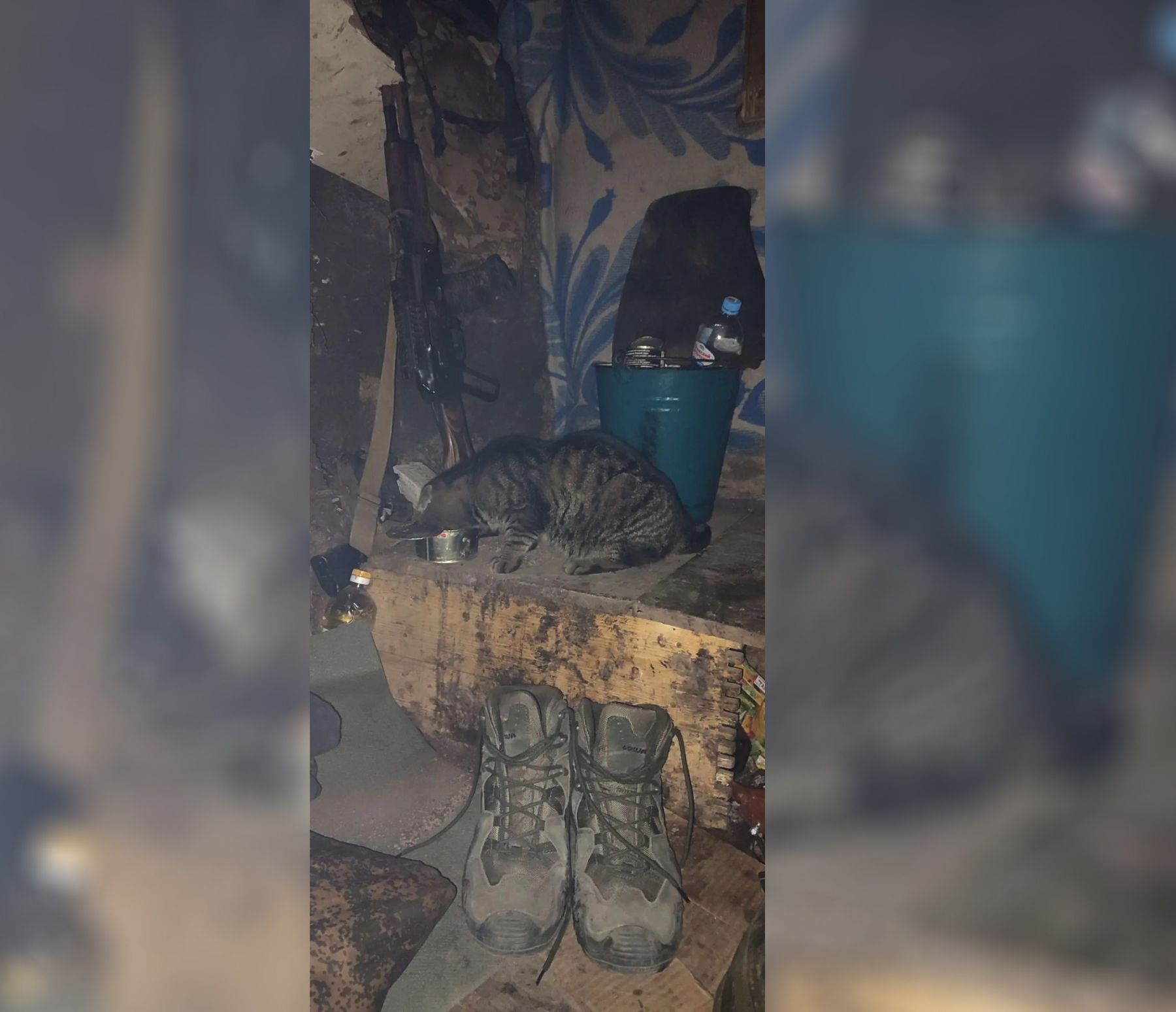Боевой кот по кличке Полковник
