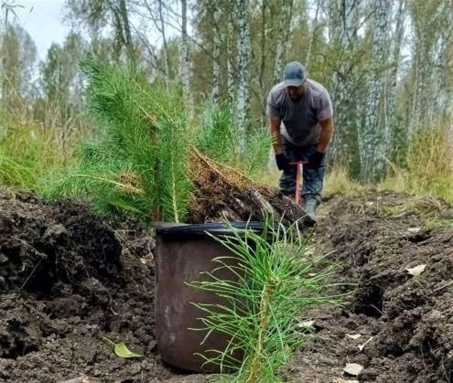 Около 500 тысяч деревьев высадят в лесах Алтайского края этой осенью