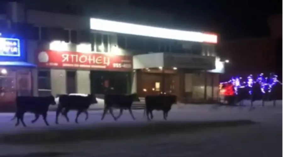 Выпускайте бычка: на улицах Бийска встретили четырех коров