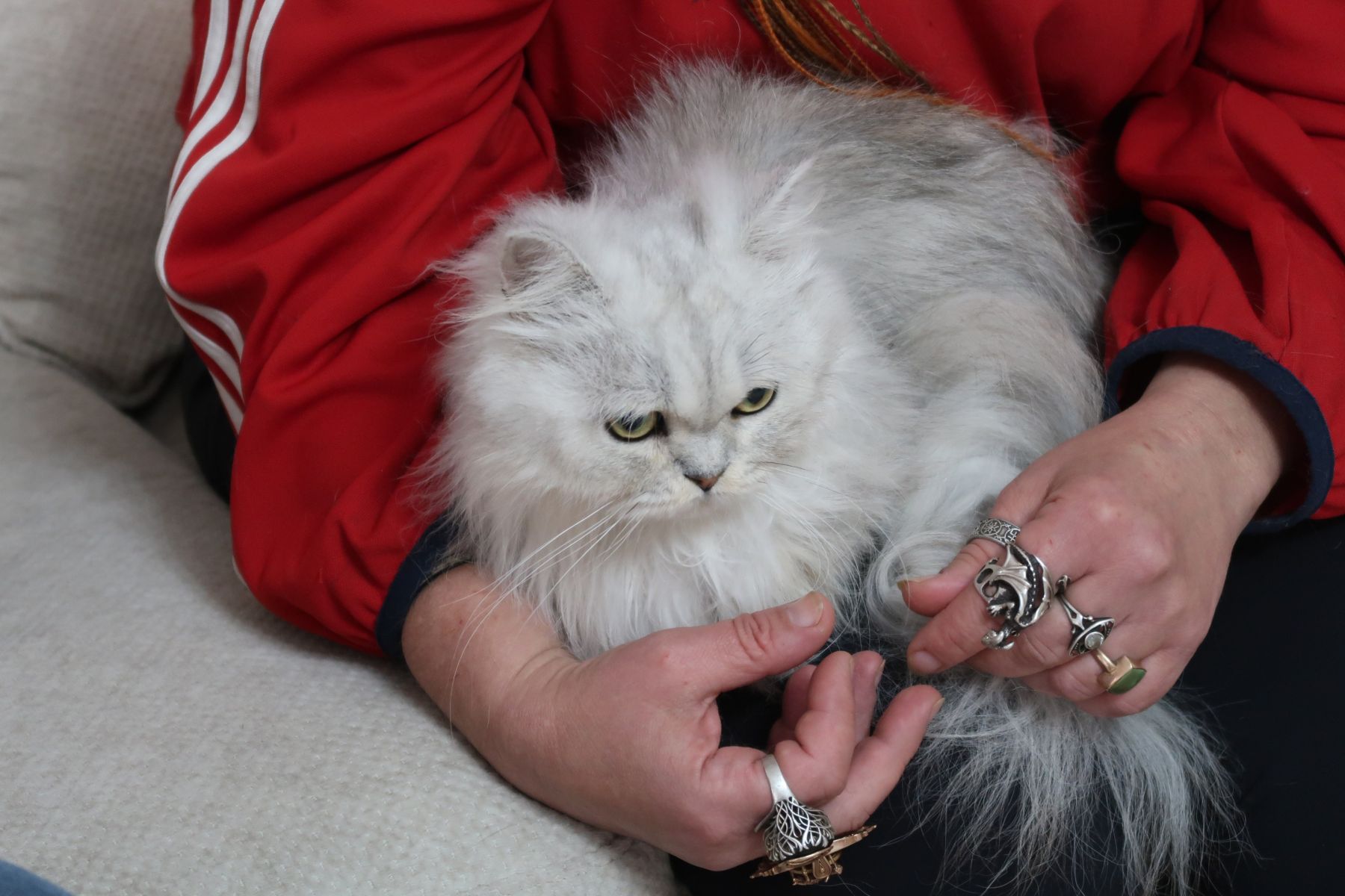 Кот Цветочек