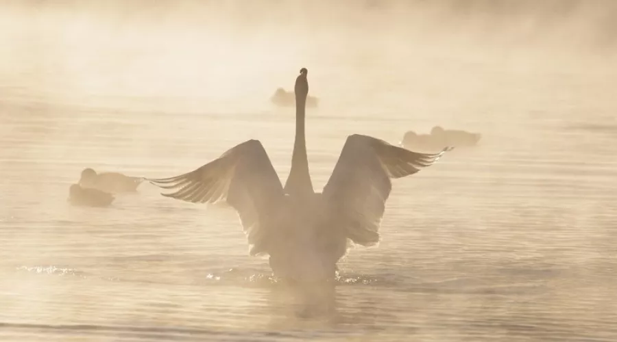 Пересчитали: в Алтайском крае зимуют более тысячи лебедей
