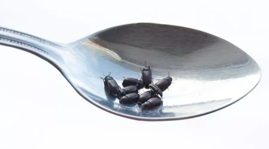 Жуков, которых едят «от всех болезней», продают в Бийске